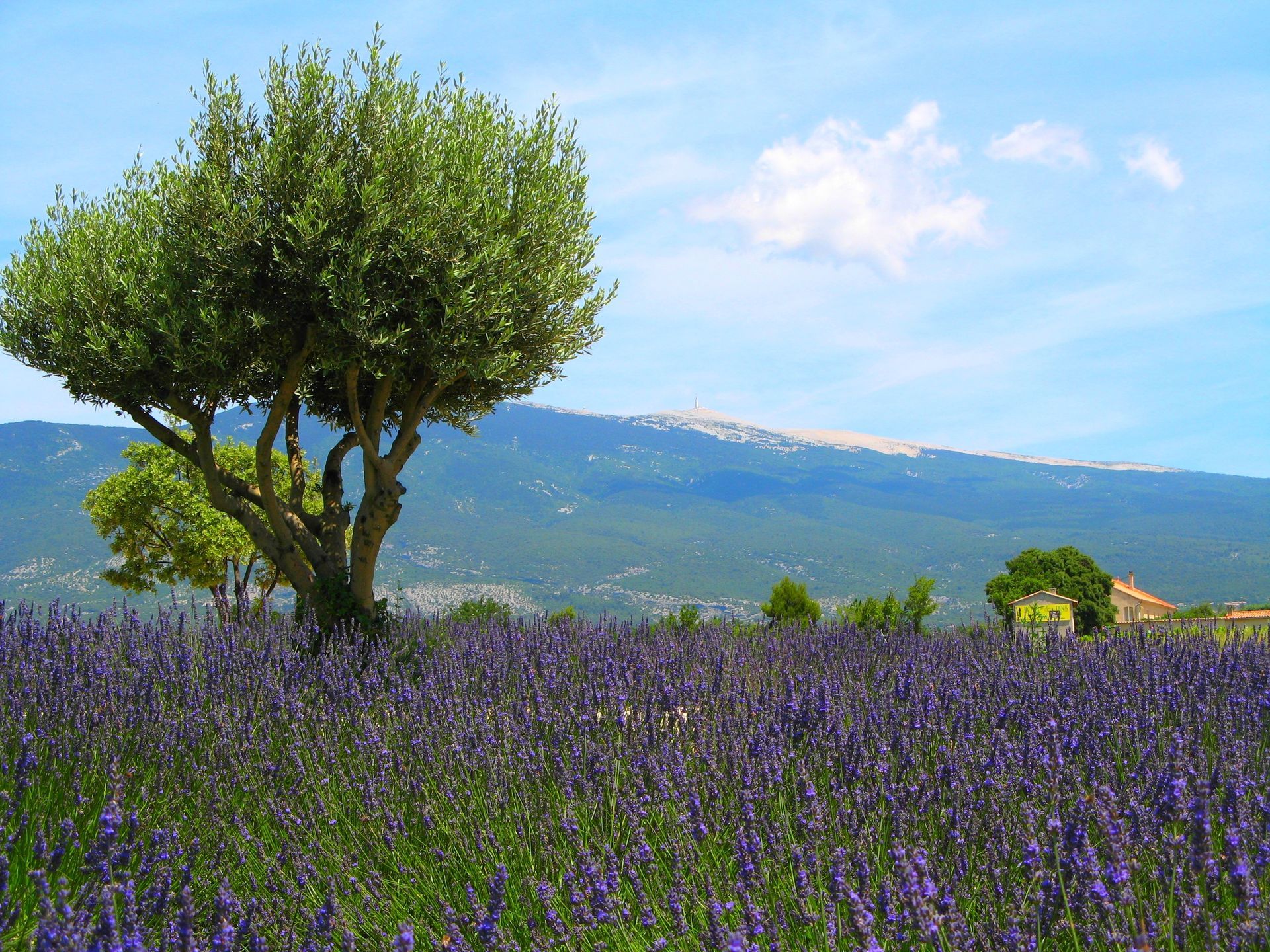 Un champ de lavande avec un arbre solitaire, des collines au loin et un ciel bleu parsemé de nuages.