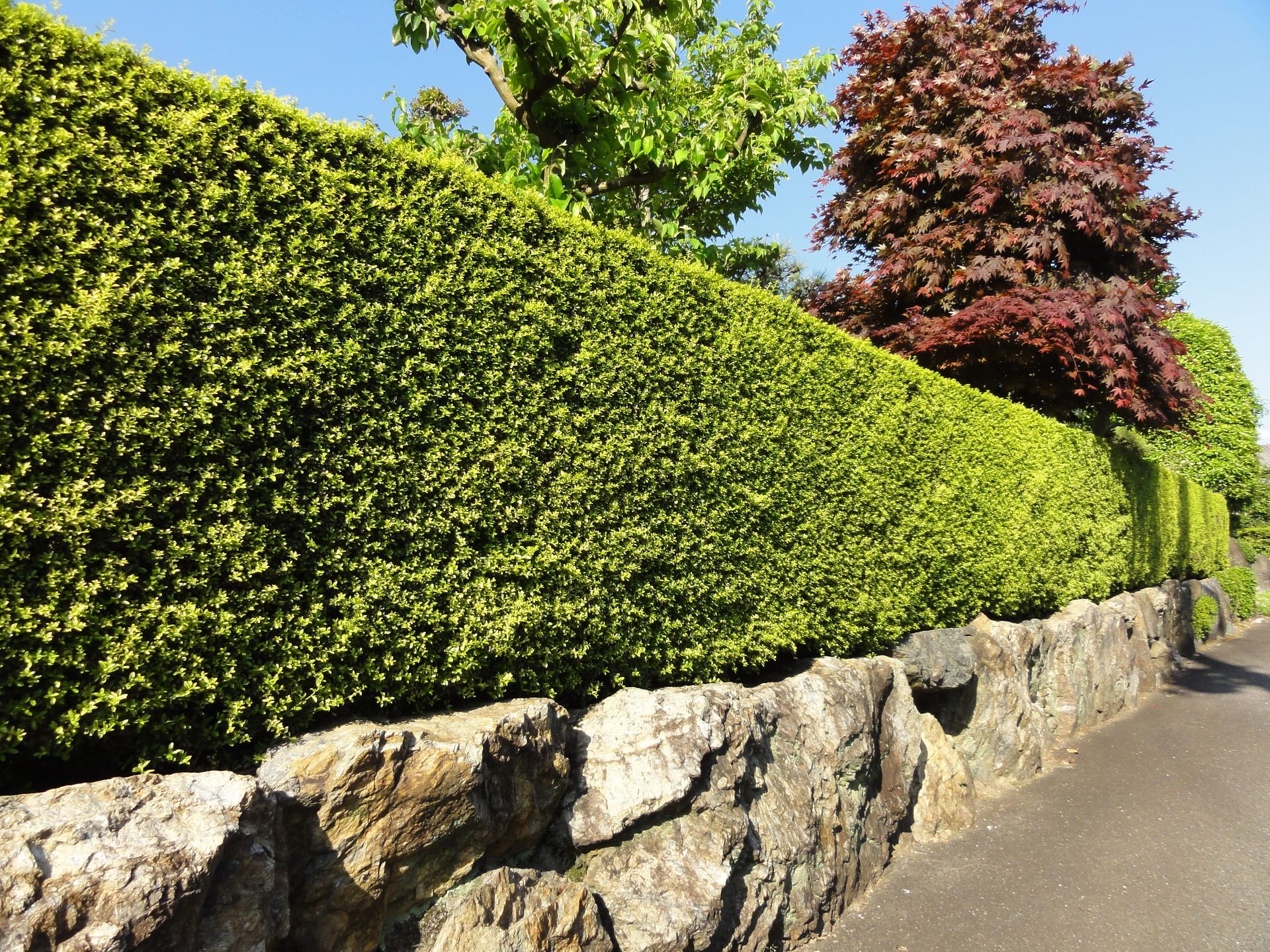 Haie verte taillée le long d'un mur de pierre, au bord d'un chemin pavé, avec des arbres sous un ciel bleu.