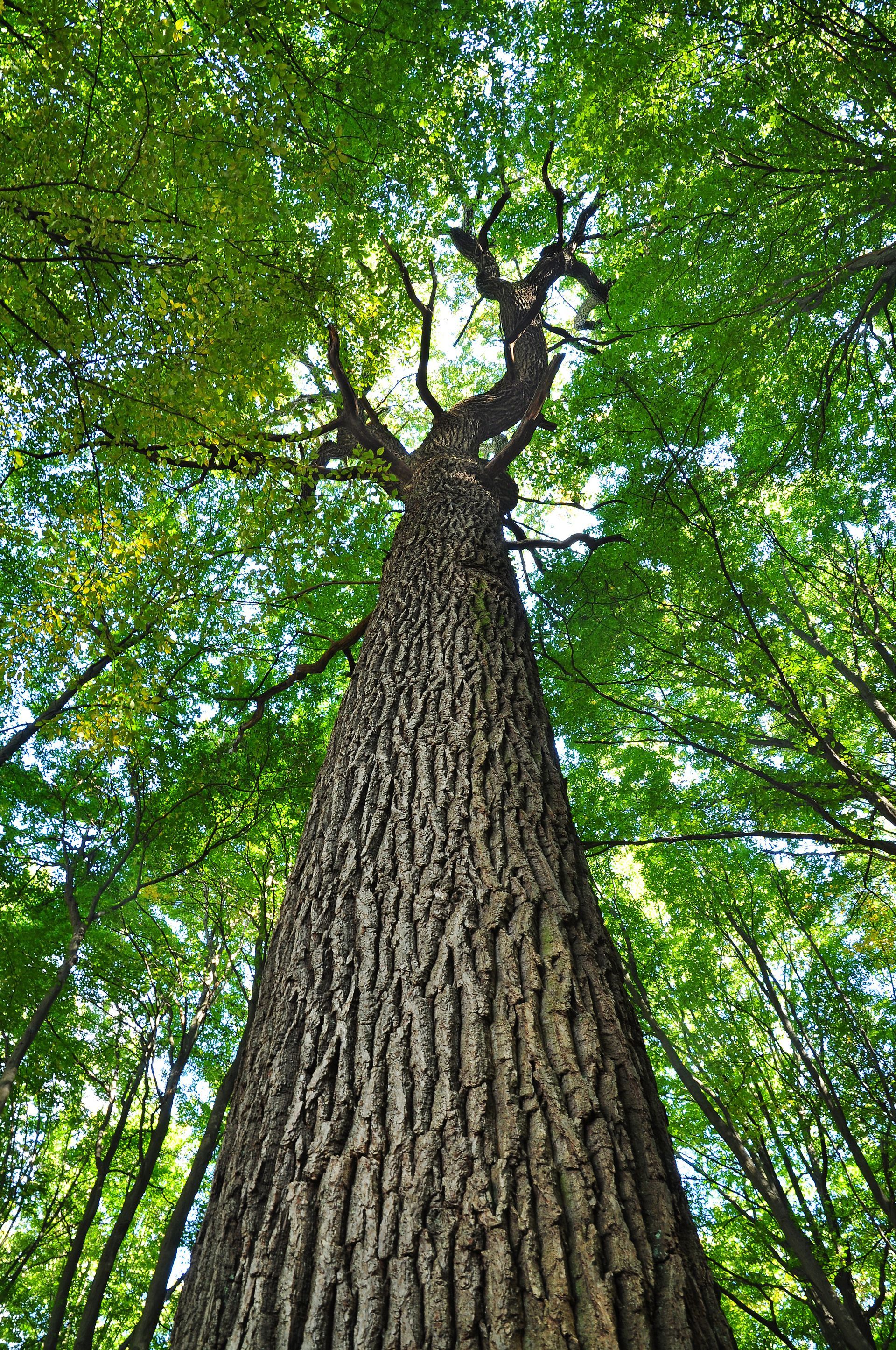 Vue vers le haut d'un tronc d'arbre haut surmonté d'une dense canopée verte.