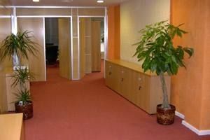 Un pasillo con una planta en el medio.