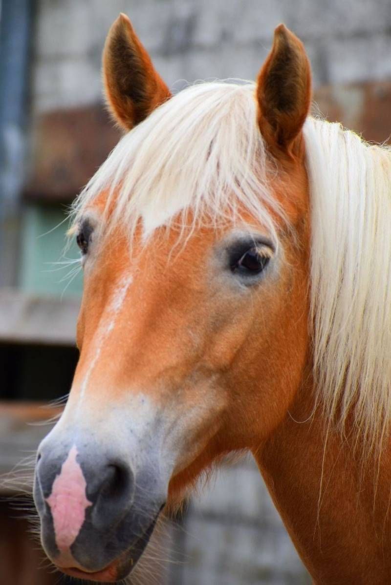 Pferdegestützte Therapie