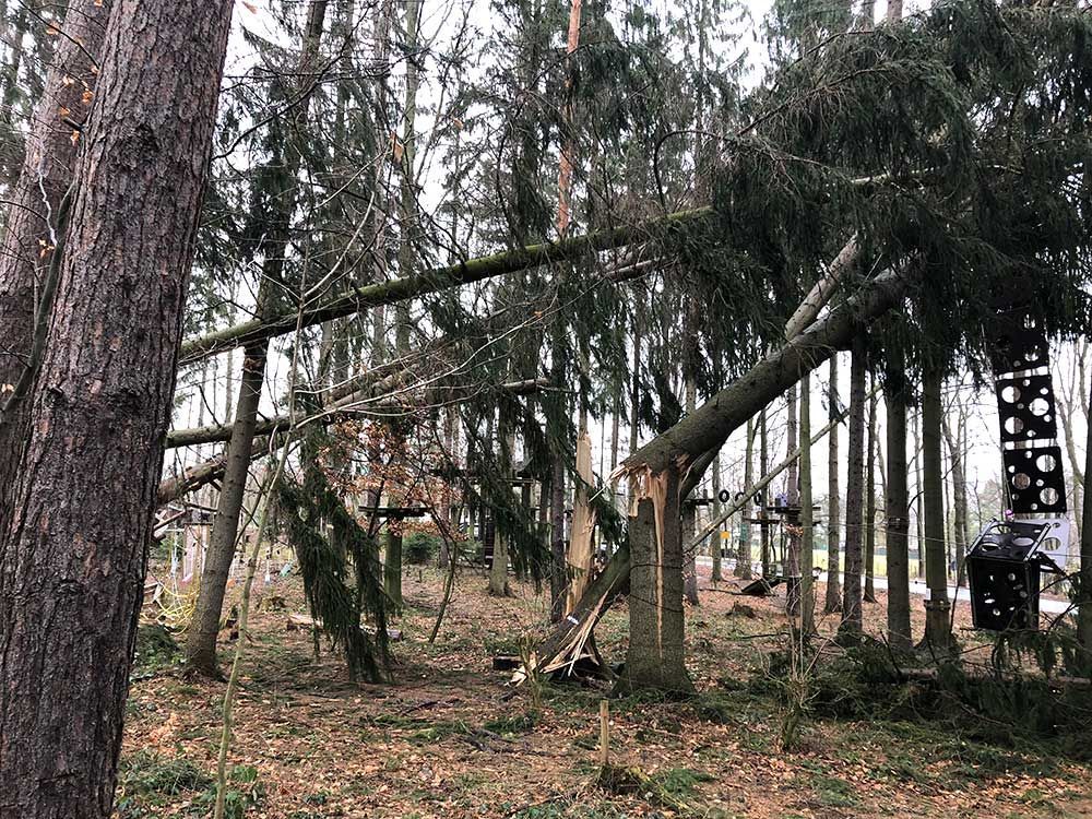 Umgestürzter Baum, der von Forstarbeiten und Maschinenservice entsorgt wird