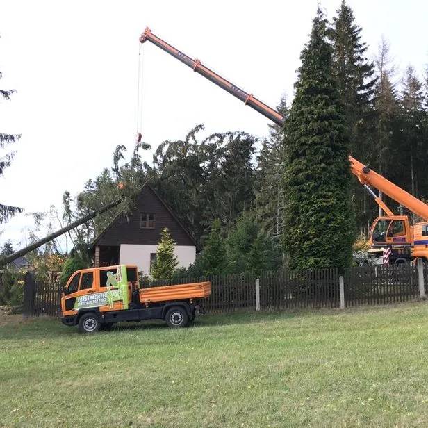 Umgestürzter Baum, der von Forstarbeiten und Maschinenservice entsorgt wird