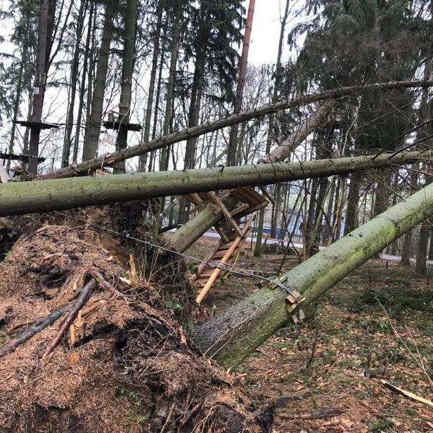 Umgestürzter Baum, der von Forstarbeiten und Maschinenservice entsorgt wird