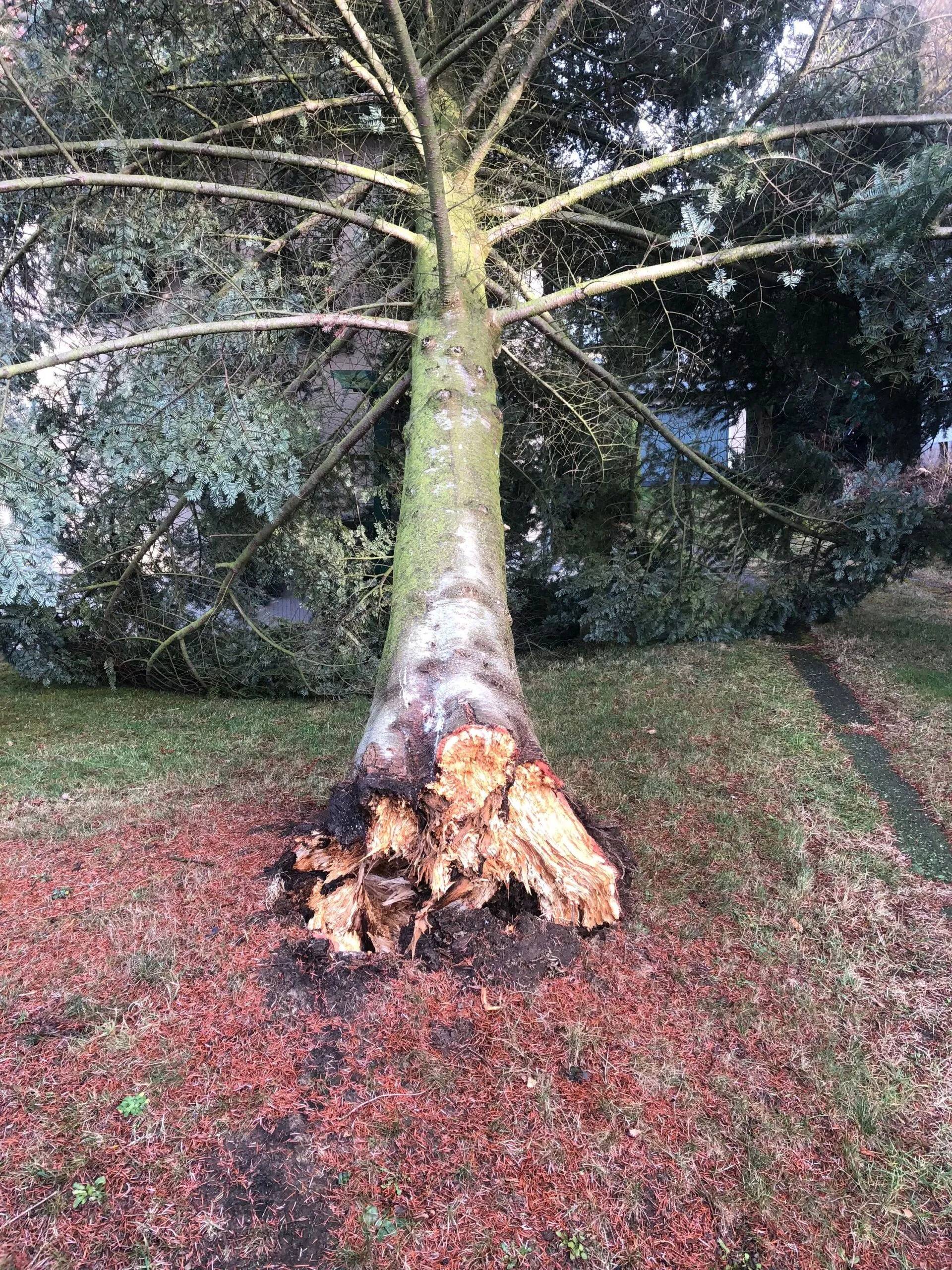 Umgestürzter Baum, der von Forstarbeiten und Maschinenservice entsorgt wird