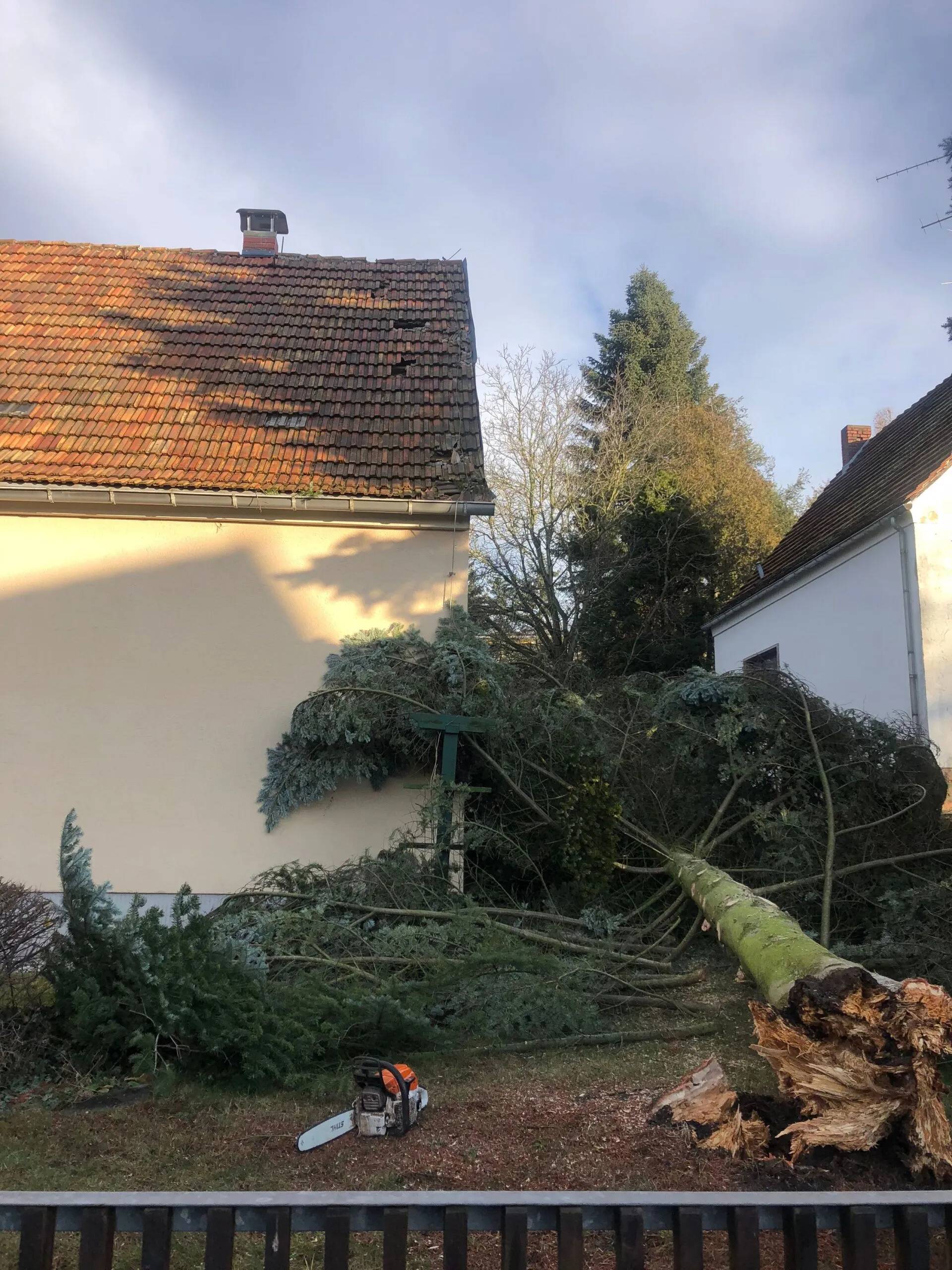 Umgestürzter Baum, der von Forstarbeiten und Maschinenservice entsorgt wird