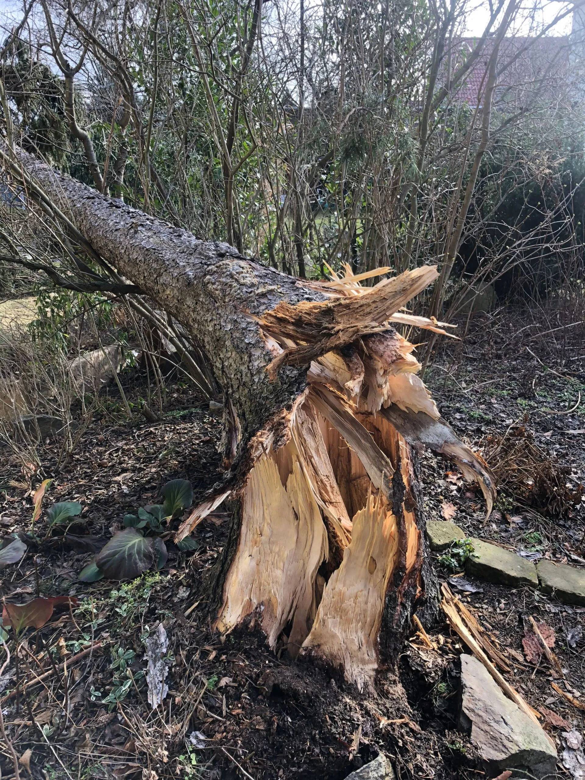 Umgestürzter Baum, der von Forstarbeiten und Maschinenservice entsorgt wird