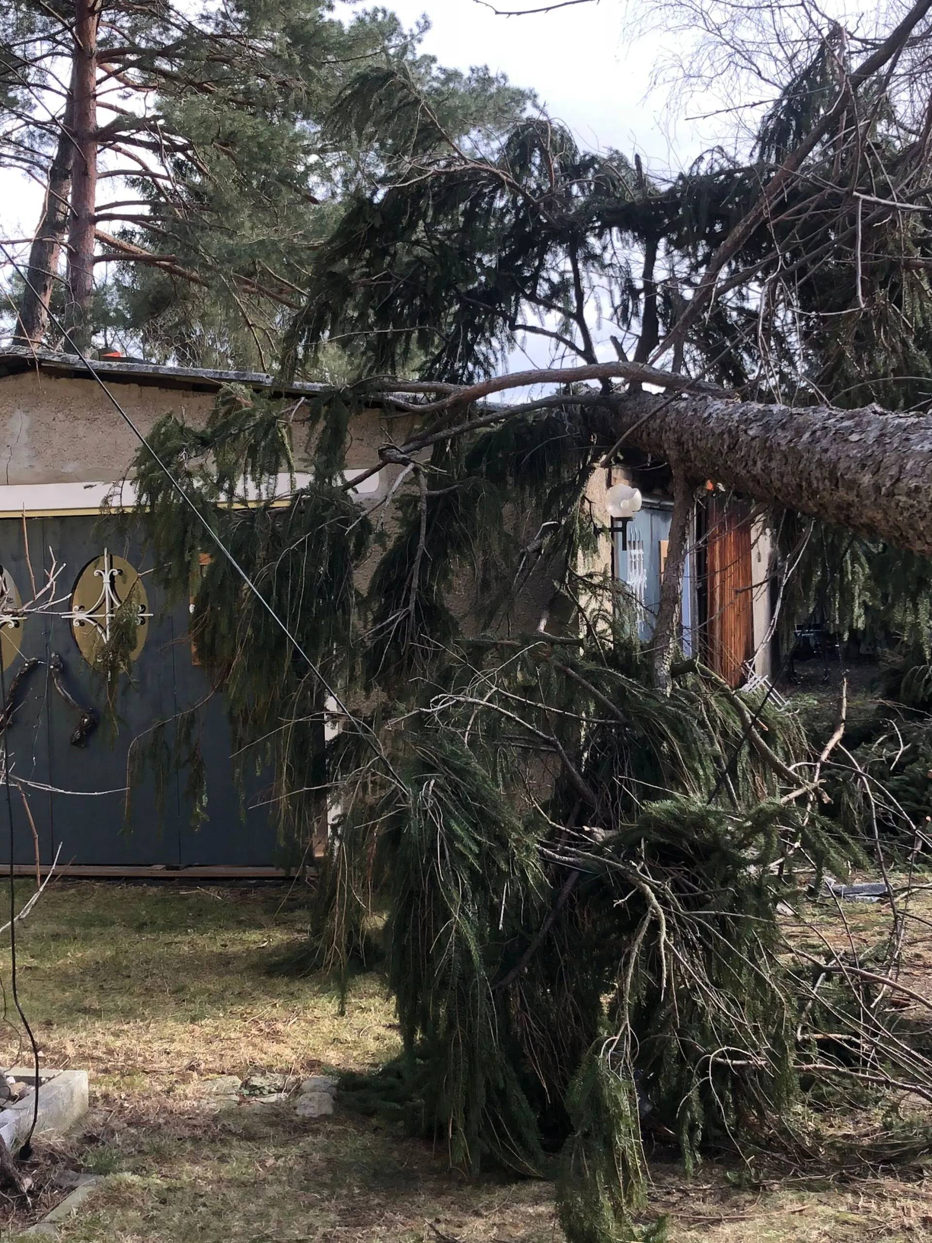 Umgestürzter Baum, der von Forstarbeiten und Maschinenservice entsorgt wird