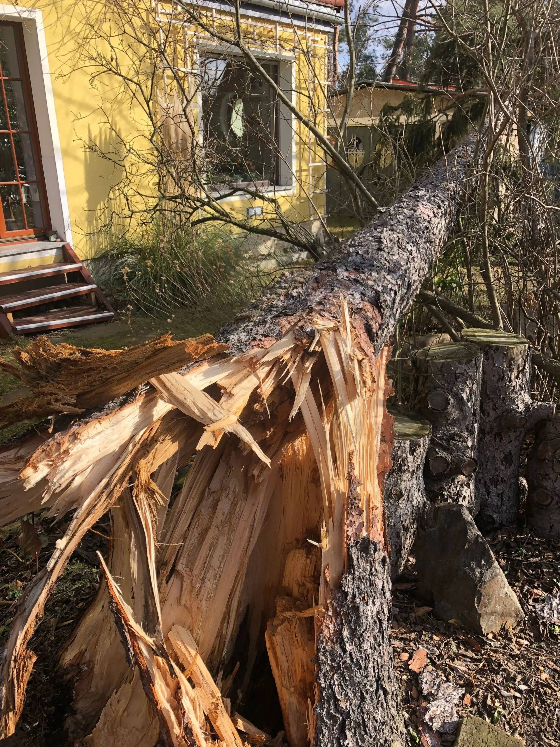 Umgestürzter Baum, der von Forstarbeiten und Maschinenservice entsorgt wird