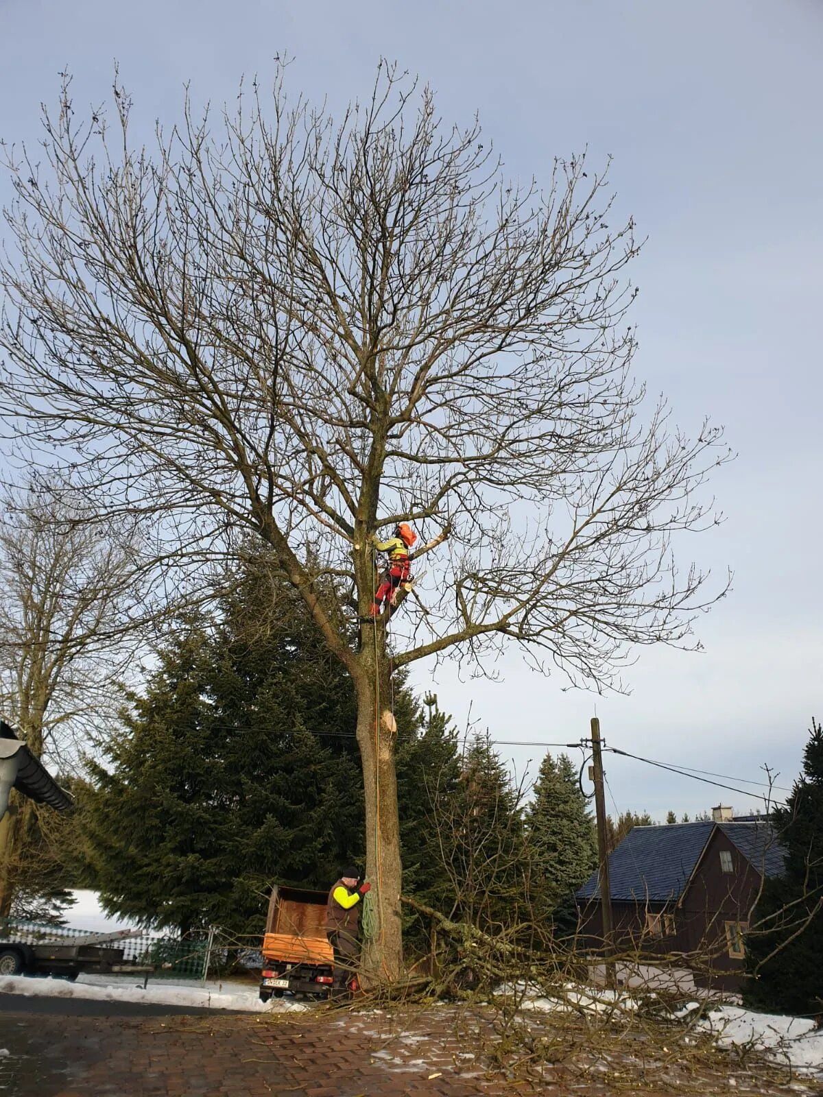 Baum, den Forstarbeiten und Maschinenservice beschneidet