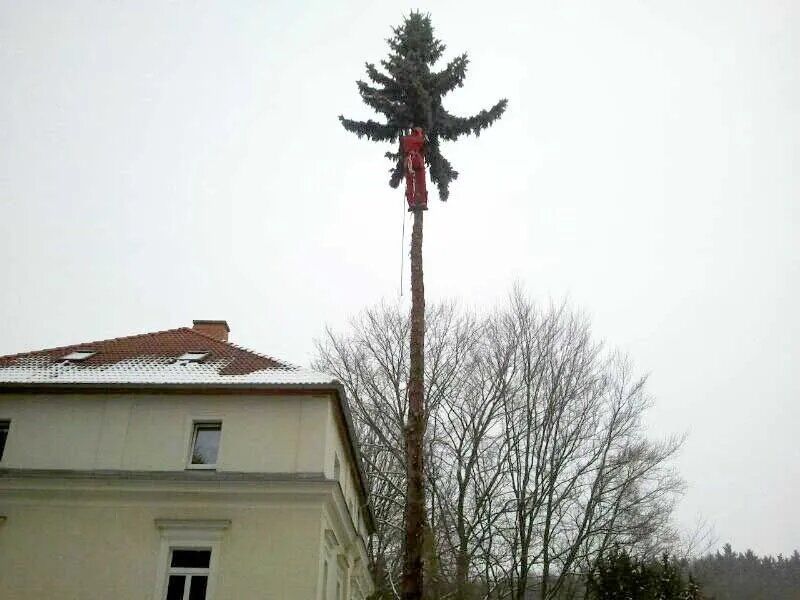 Maschine von Forstarbeiten und Maschinenservice hebt Baum