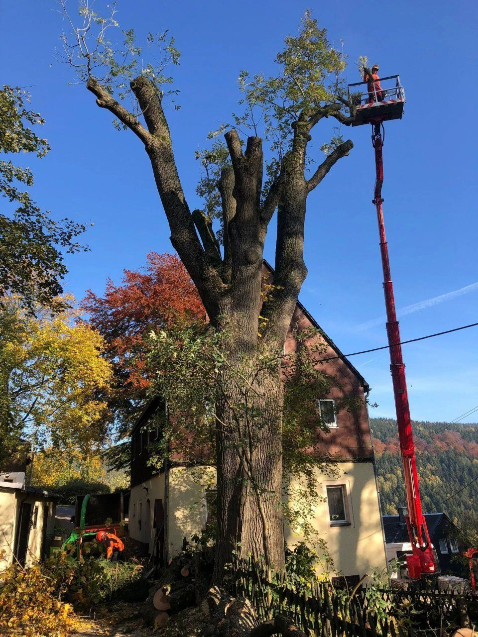 Baum, der von Forstarbeiten und Maschinenservice geschnitten wird