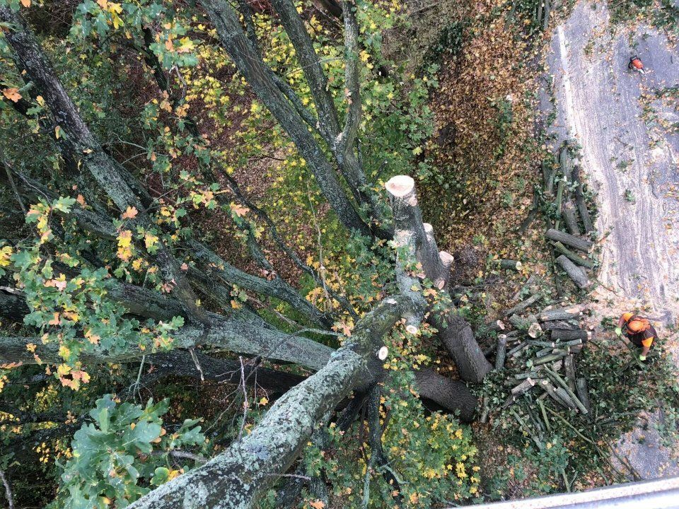 Baum, der von Forstarbeiten und Maschinenservice geschnitten wird