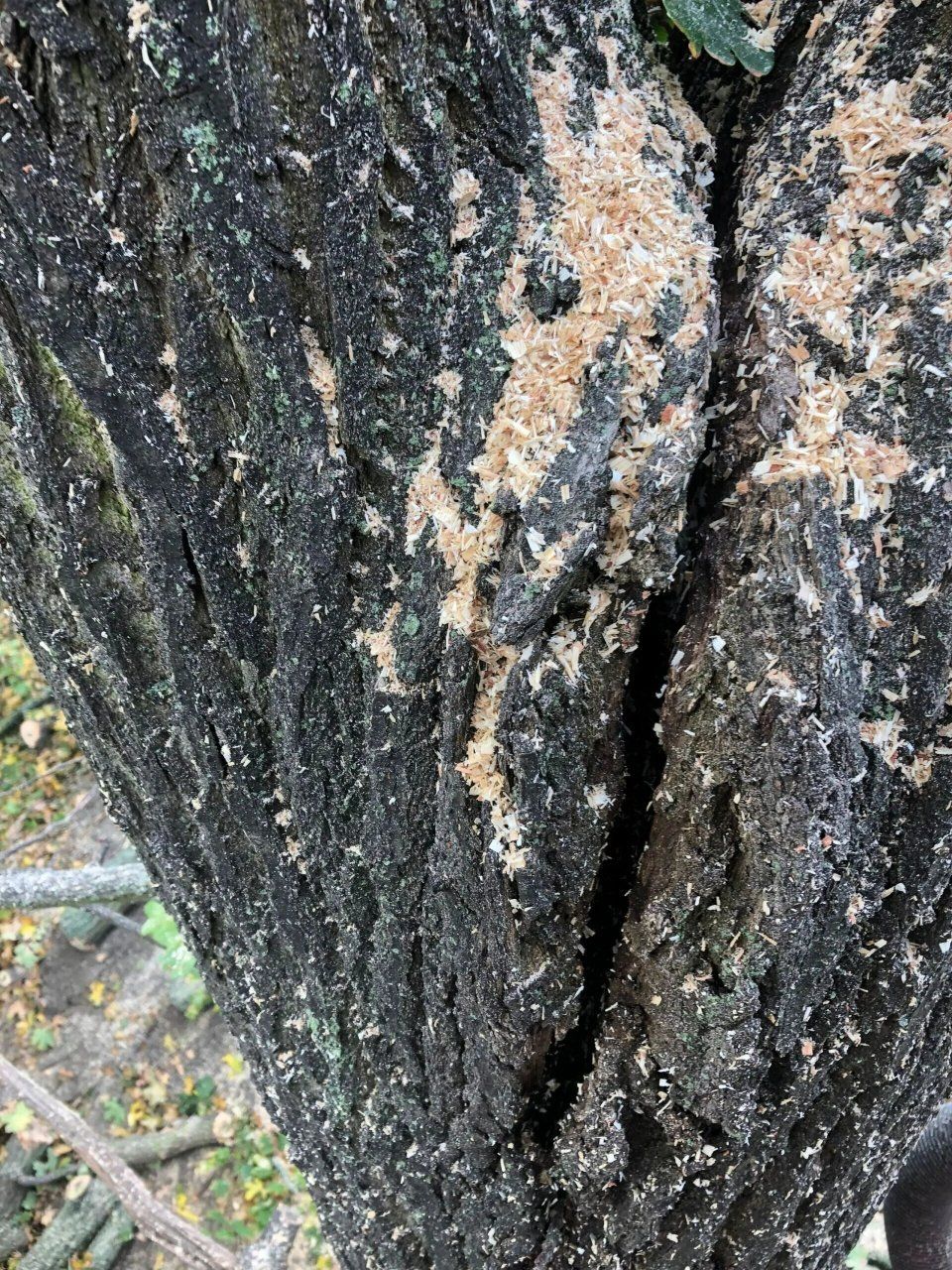 Baum, der von Forstarbeiten und Maschinenservice geschnitten wird