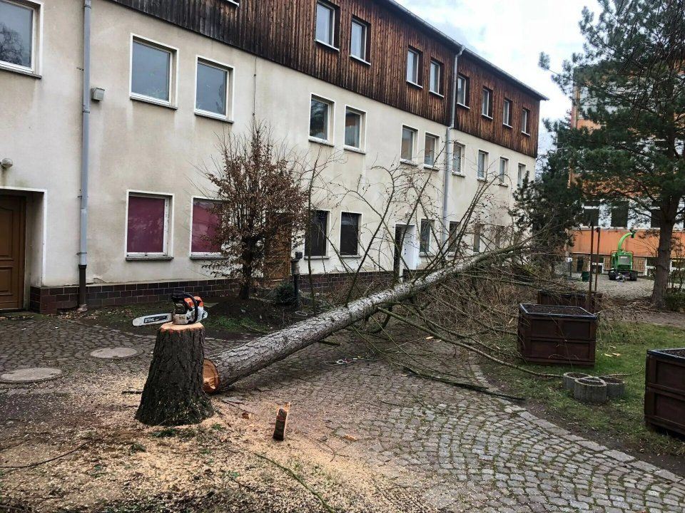 Baumfällung von Forstarbeiten und Maschinenservice