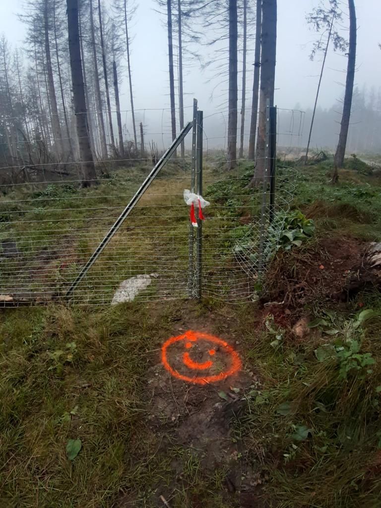 Umgestürzter Baum, der von Forstarbeiten und Maschinenservice entsorgt wird
