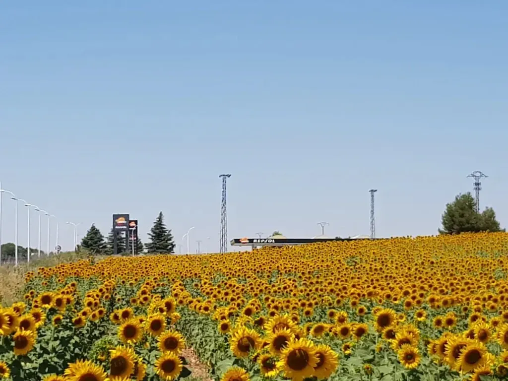 Campo de girasoles bajo un cielo azul despejado con algunos postes y edificios a lo lejos.