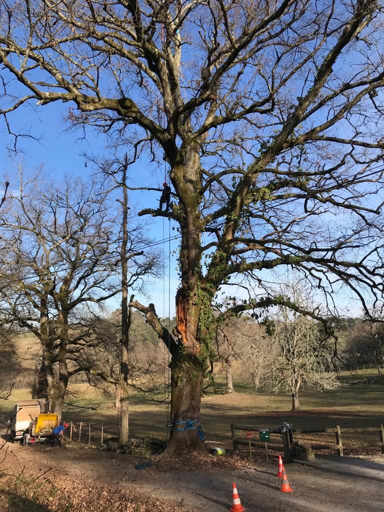 Grand arbre dans un parc, avec des cônes orange et du matériel à sa base, sous un ciel bleu clair.