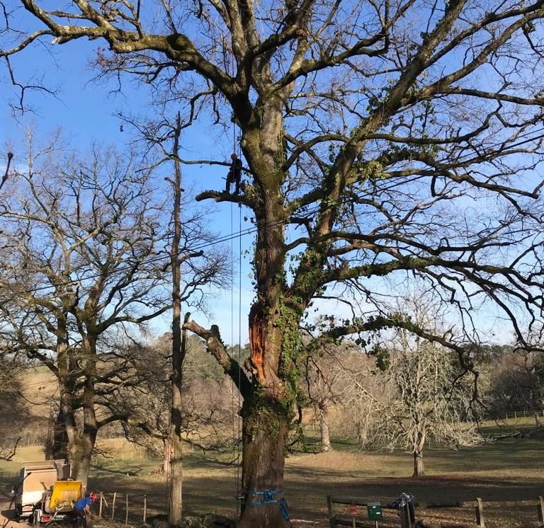 Arbres dénudés dans un champ boisé sous un ciel bleu limpide, avec un gros tronc d'arbre au premier plan.