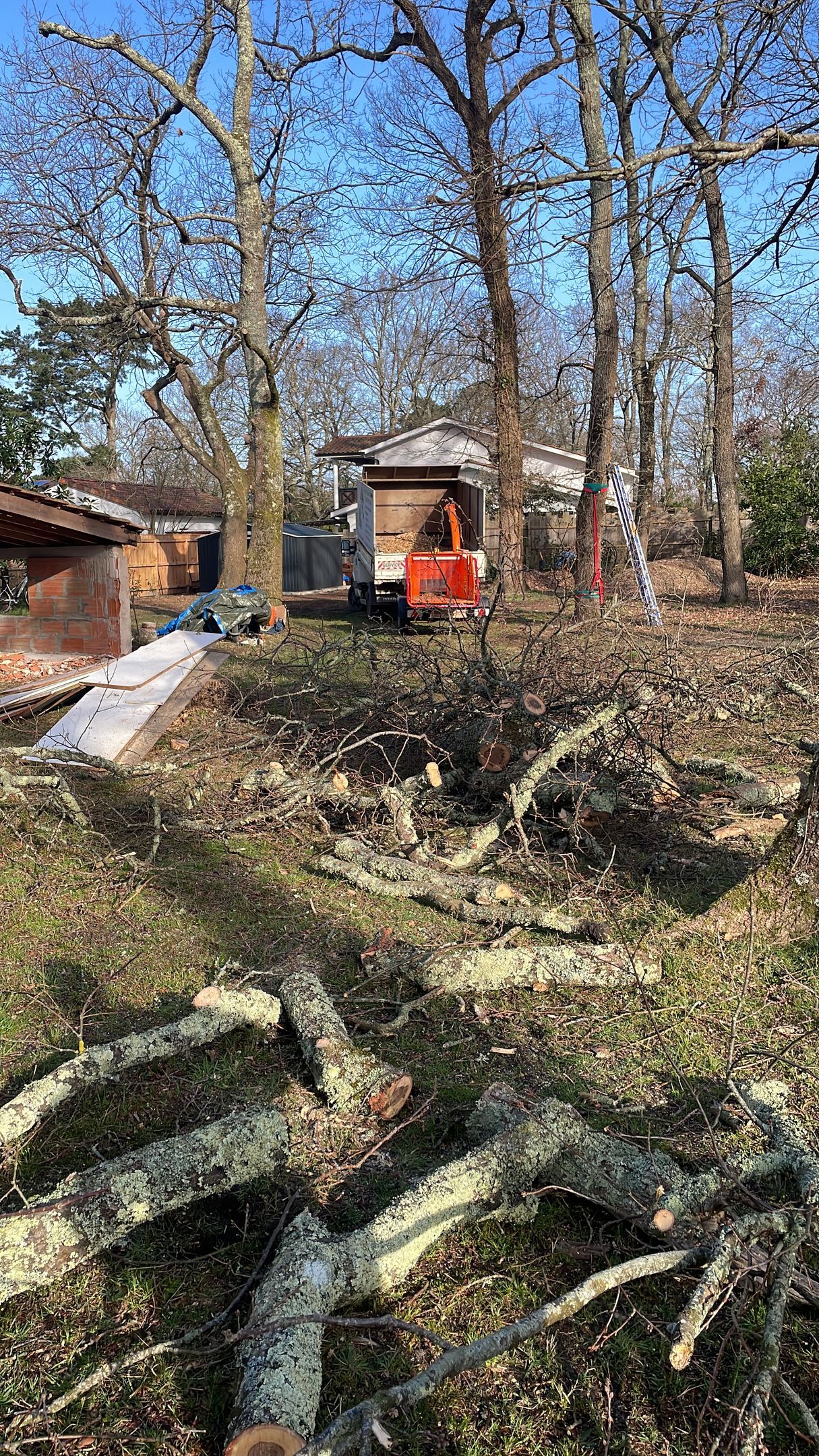 Petite cabane rouge dans une cour boisée avec des branches tombées et des arbres dénudés au premier plan