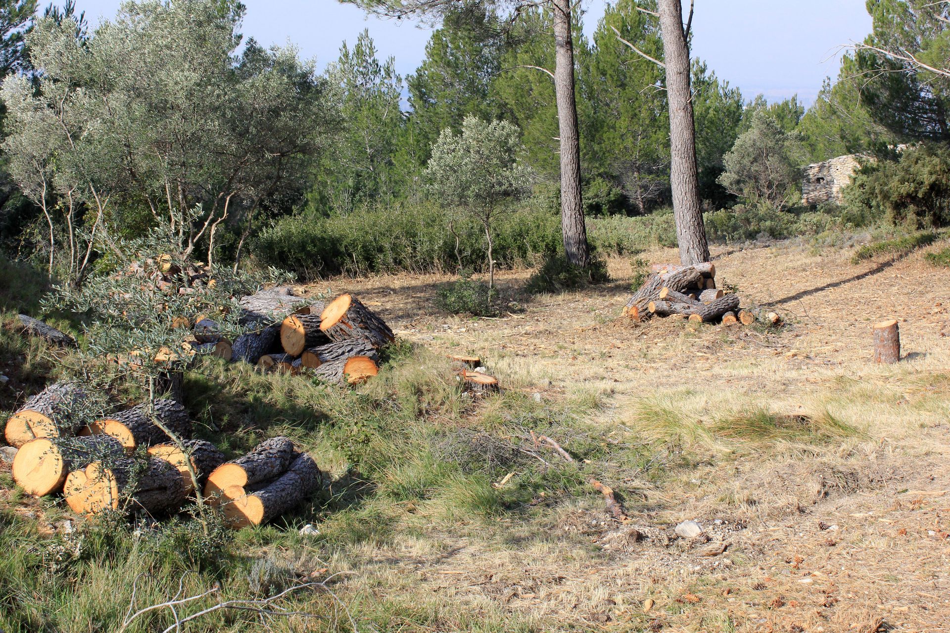 Des troncs d'arbres coupés empilés dans une clairière sèche et boisée, avec des arbres et des broussailles en arrière-plan.