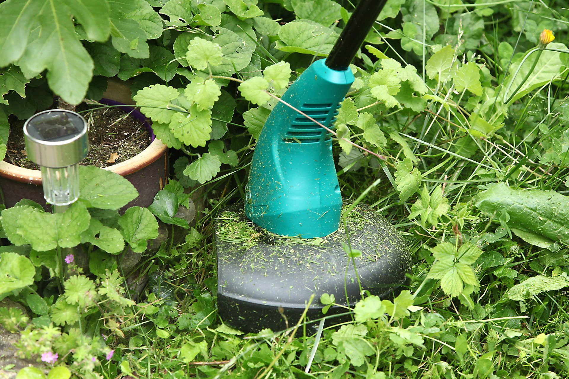 Outil de jardinage vert et noir arrosant des plantes vertes denses, avec un petit gobelet à proximité.