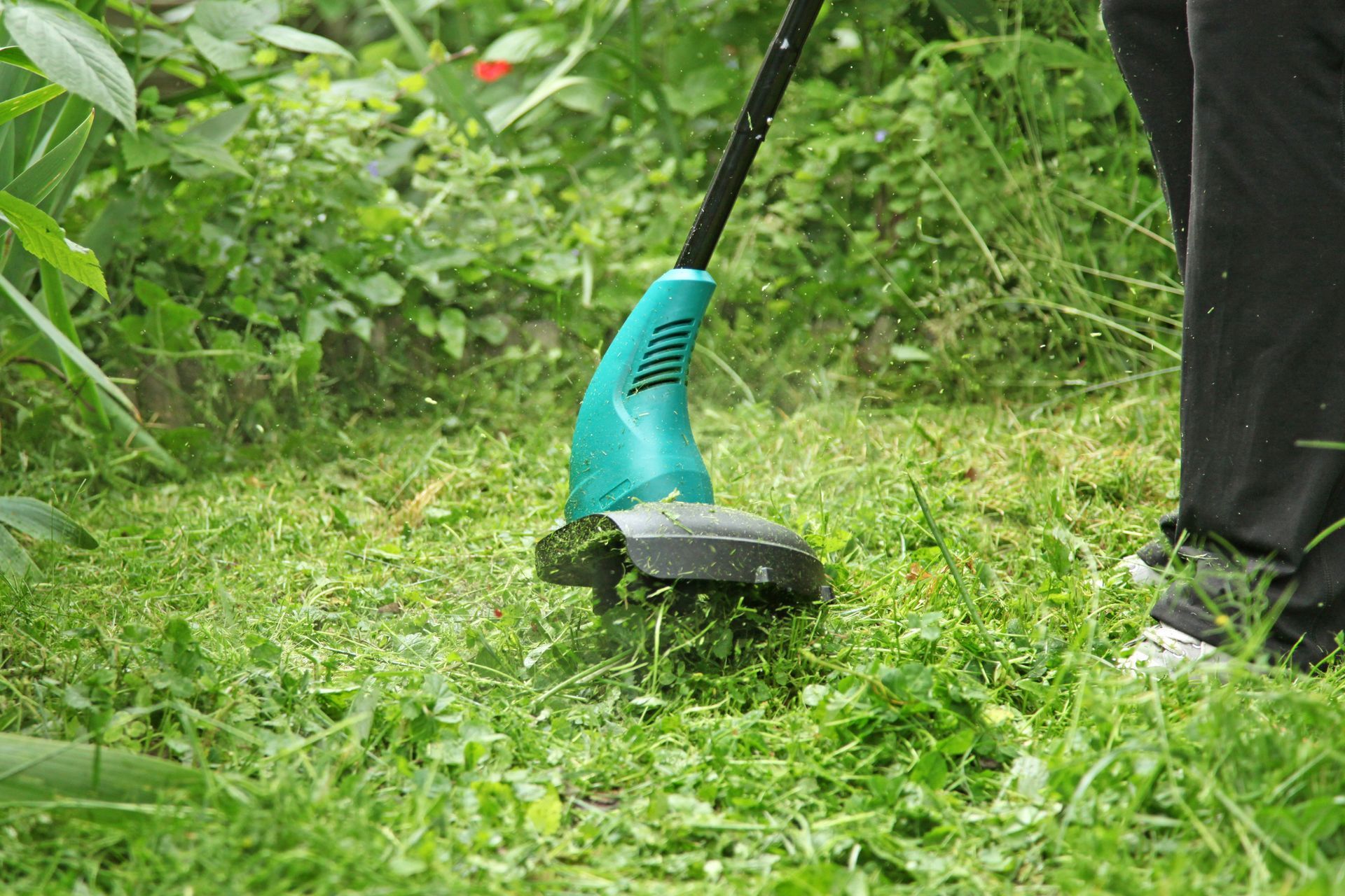 Une personne utilise un coupe-bordure turquoise pour tondre la pelouse d'un jardin luxuriant.