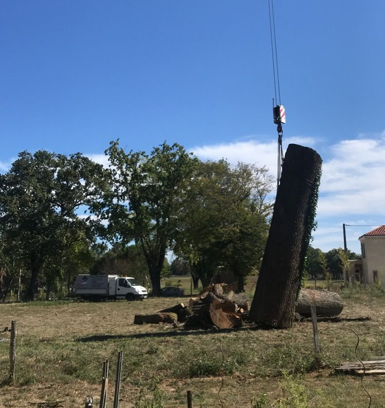 Une souche d'arbre est enlevée par une grue dans un champ avec de l'herbe sous un ciel bleu.