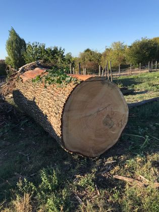 Gros tronc d'arbre coupé gisant dans un verger ensoleillé, avec de l'herbe et des arbres en arrière-plan.