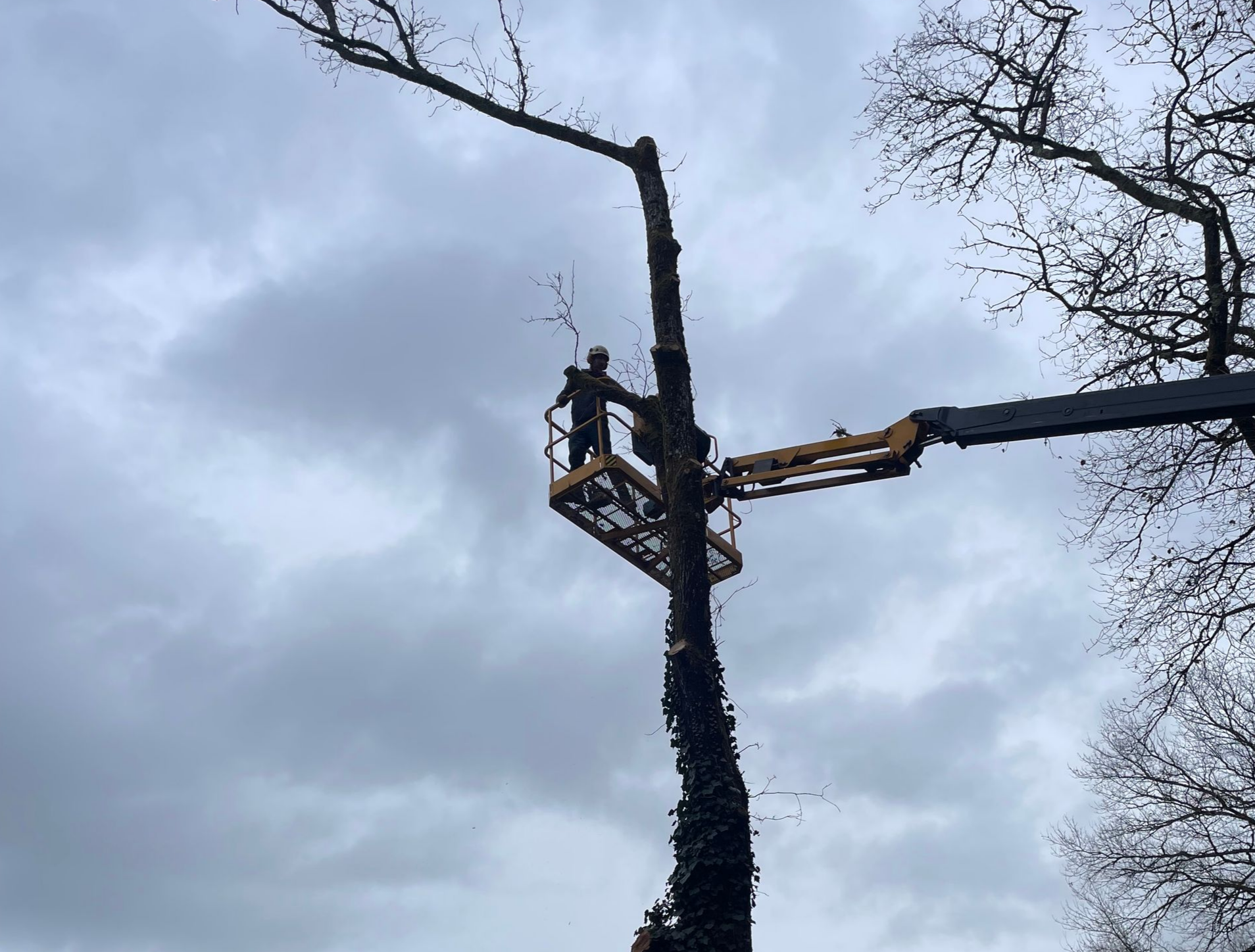 Un ouvrier dans une nacelle élague de hautes branches d'arbre sur fond de ciel nuageux