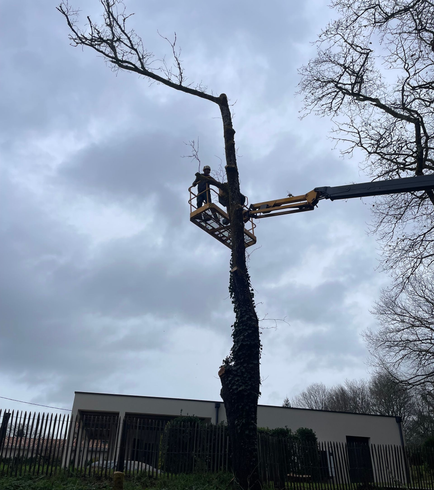 Deux ouvriers, à bord d'une nacelle élévatrice, taillent un grand arbre dénudé sur fond de ciel nuageux.