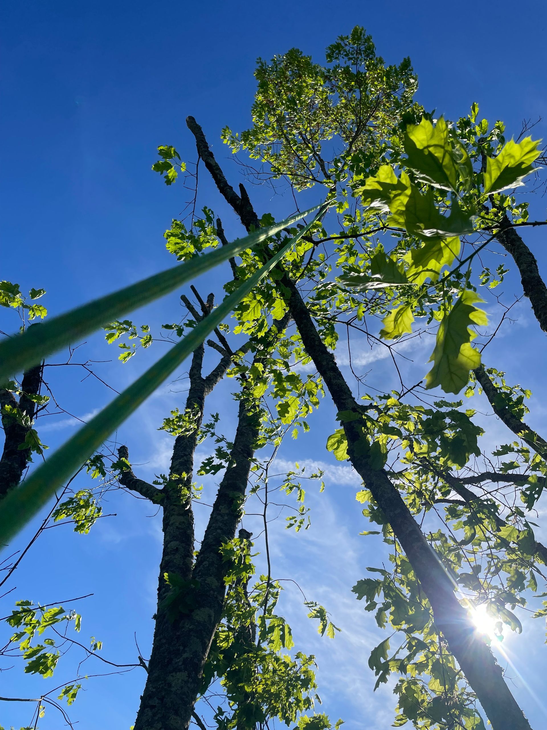 La lumière du soleil filtrant à travers les branches vertes des arbres se détachant sur un ciel d'un bleu éclatant