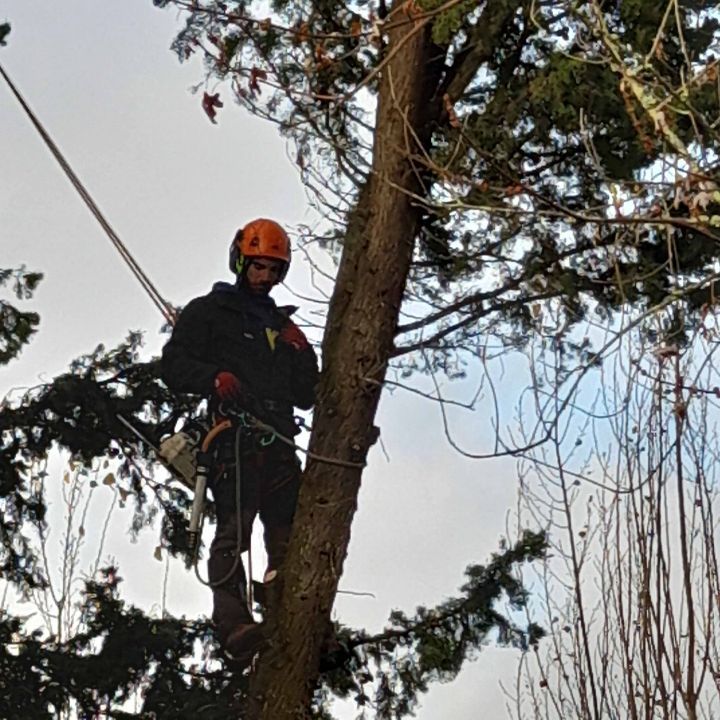 Un ouvrier portant un casque orange grimpe à un arbre à l'aide de cordes et d'équipements de sécurité.