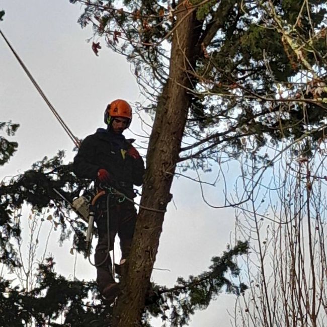 Un élagueur portant un casque orange utilise une corde en hauteur dans un conifère.