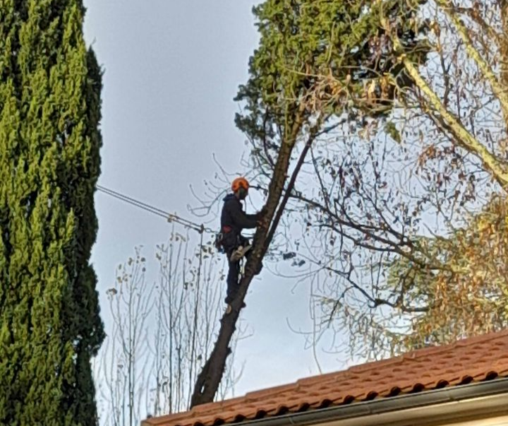 Un ouvrier portant un casque orange élague un grand arbre près d'un toit de tuiles et d'un grand cyprès.