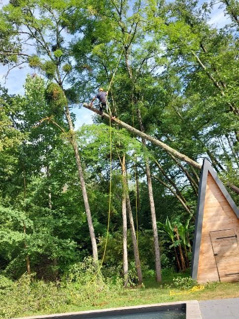 De grands arbres bordent une cabane en bois en forme de A, une personne grimpant à un tronc penché parmi les branches.