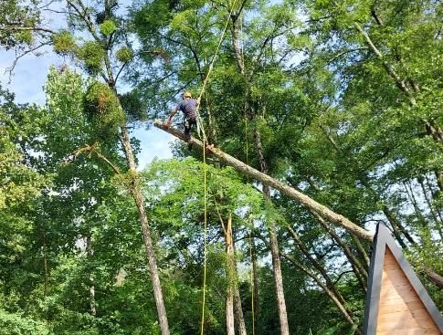 Deux personnes escaladent un parcours de cordes en hauteur dans une forêt, avec des arbres verts et une structure en bois à proximité.