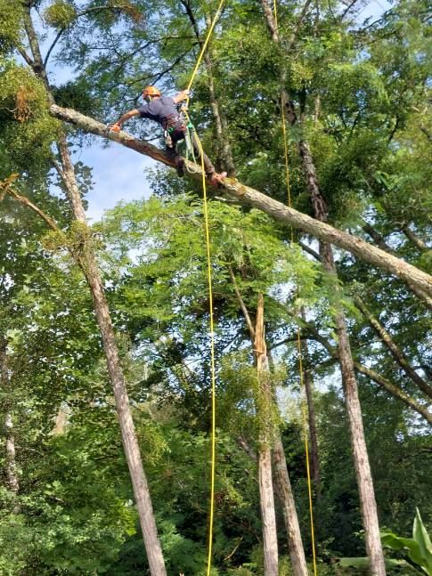Un ouvrier grimpe à un arbre à l'aide d'une corde dans une zone boisée