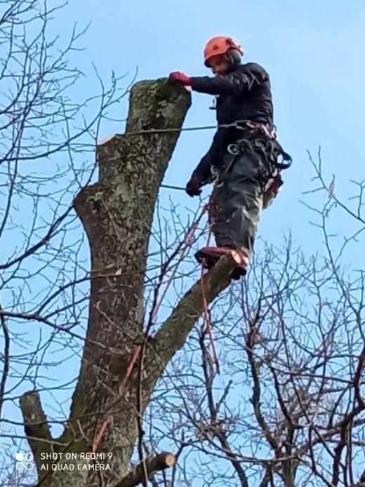 Un arboriste portant un casque orange et un équipement de sécurité coupe un tronc d'arbre en hauteur.