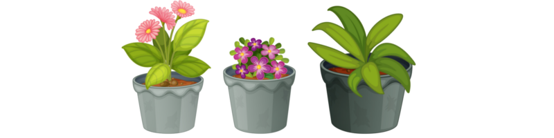 Fleurs en pot