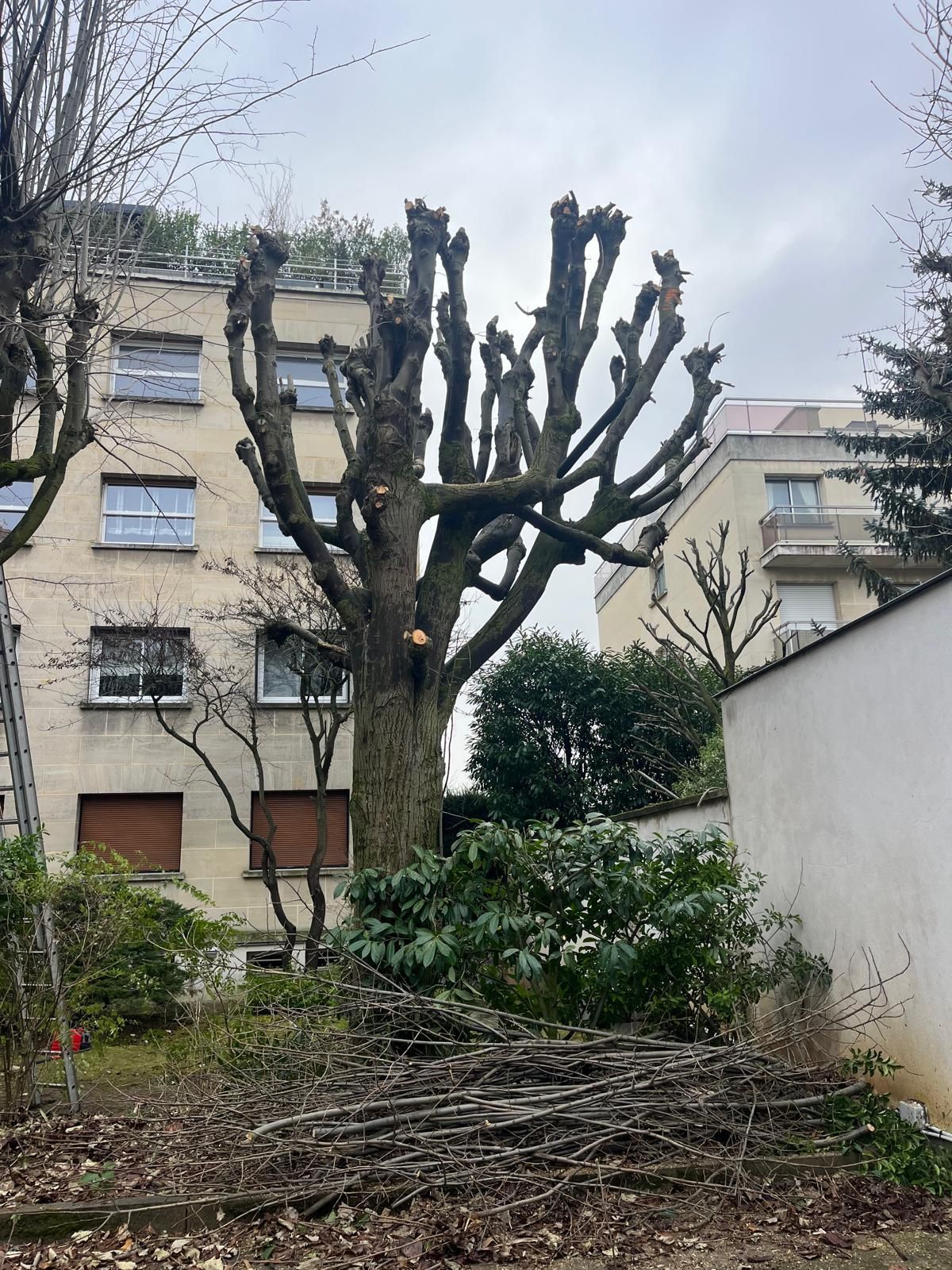 Arbre taillé dans une petite cour-jardin entre des immeubles, sous un ciel nuageux