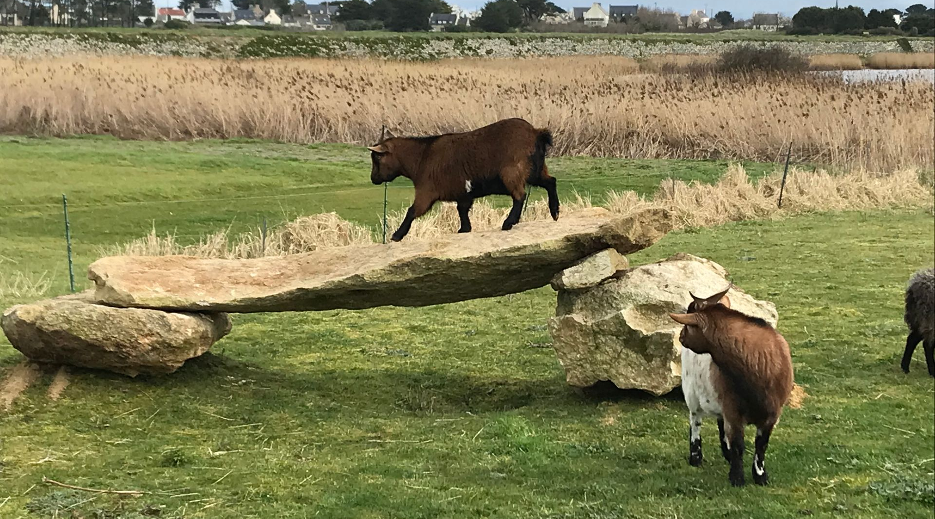 Banc réalisé avec des rochers granite pour des chèvres - Guissény