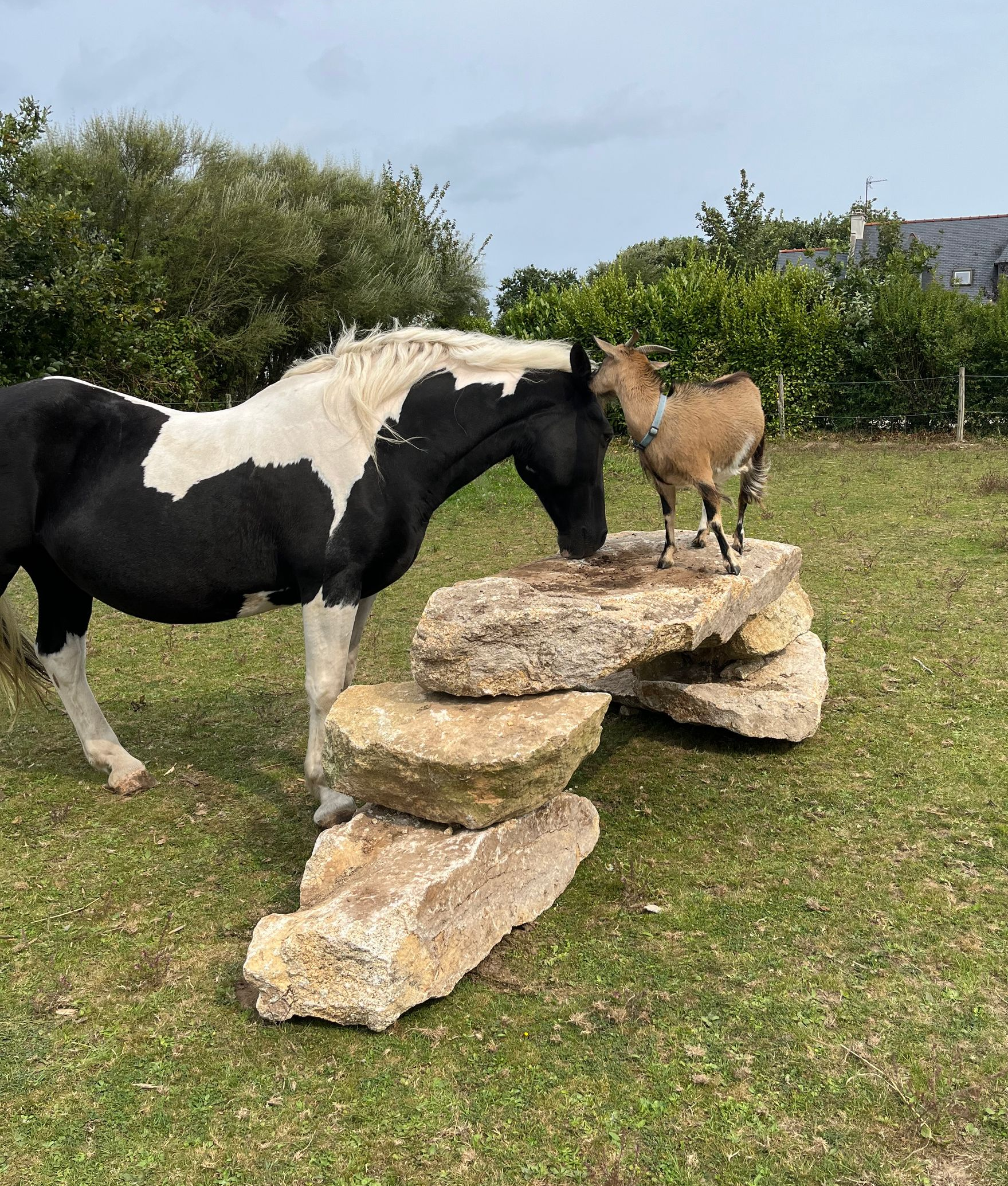 Aménagement d'un enclos avec rochers en granit - une chèvre joue avec un cheval