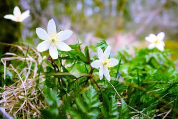 Eläintuhkaamo Komerin Karvatassut
