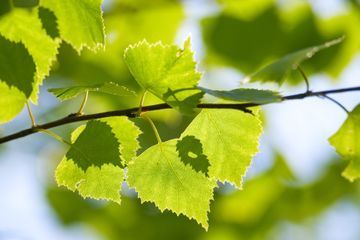 Eläintuhkaamo Komerin Karvatassut