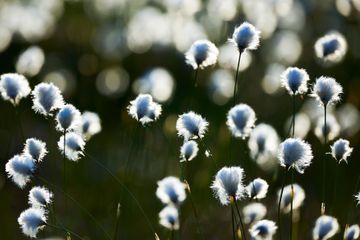 Eläintuhkaamo Komerin Karvatassut