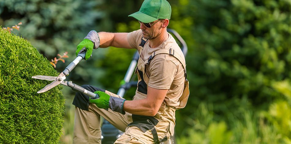 Ouvrier taillant une haie de jardin