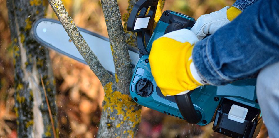 Élagage d’un arbre