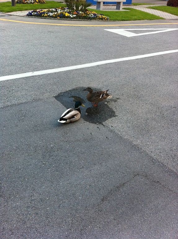 Leckstelle - des einen Leid, des anderen Freud