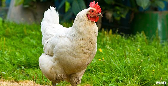 Élevage de volailles à Callen : poulets, chapons, canettes, oies...